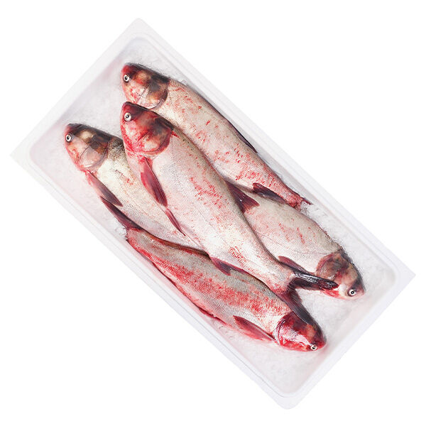 Толстолобик  охлажденный ОПТ