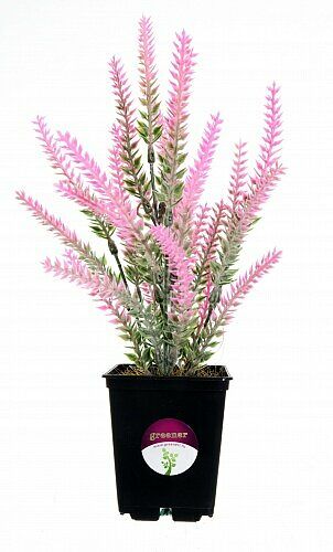 Растение искусственное Greener Лаванда Сирт, 28 см