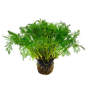 Укроп в горшочке