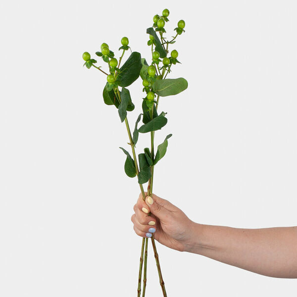 Гиперикум зеленый (3 шт.)