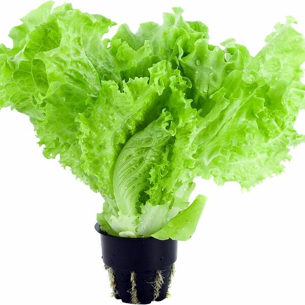 Салат Global Village листовой в горшочке 1шт. 80г