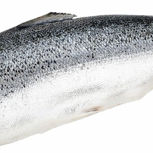 Сибас неразделанный 300-400г мороженый вес до 1.0кг