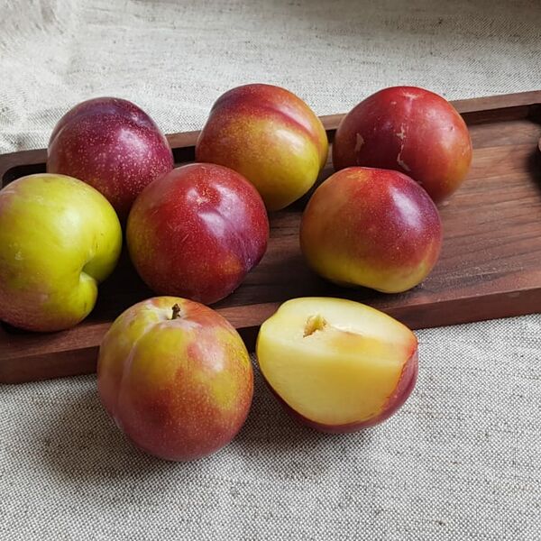 Слива Розовая