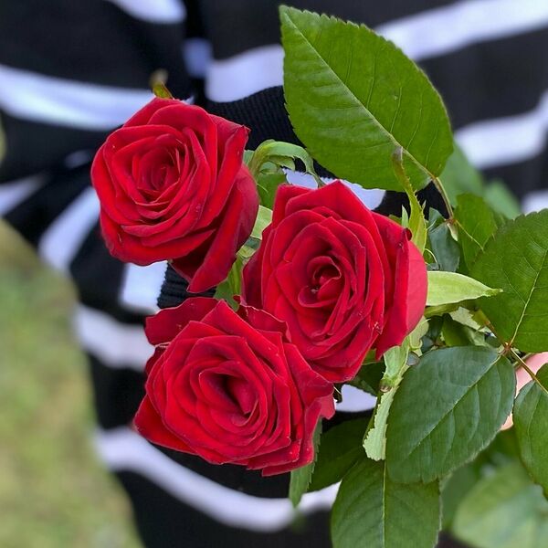 Первоклассная красная роза - 3шт