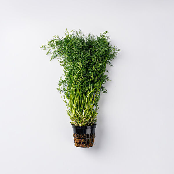 Укроп в горшочке 30 г