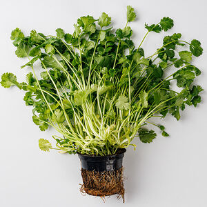 Кинза в горшочке