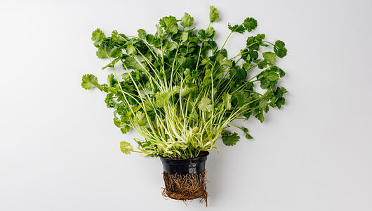 Кинза в горшочке