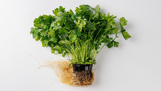 Петрушка в горшочке