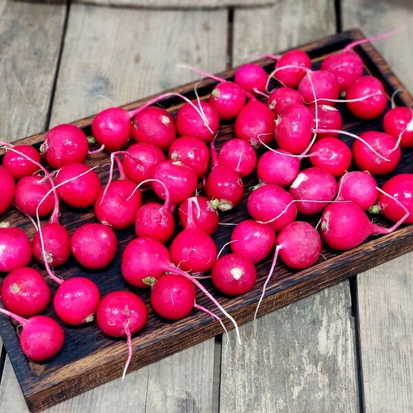 Редис весовой