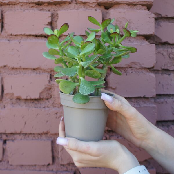 Суккулент №5