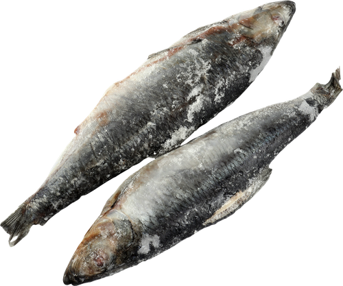 

Сельдь ВкусАрт тихоокеанская Олюторская неразделанная замороженная, вес