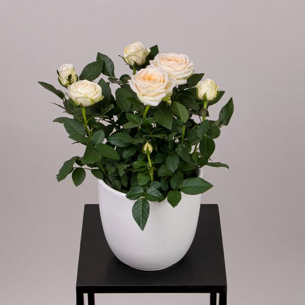 Роза Кордана Кремовая (D-10, Н-20)