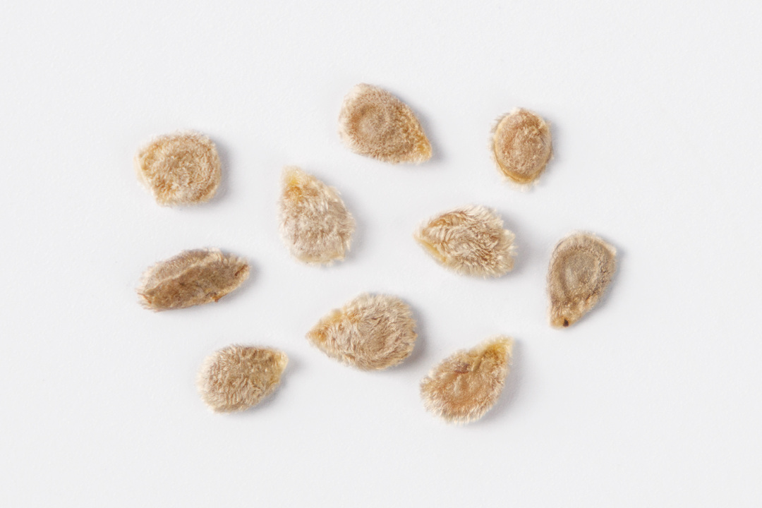 

Семена от Октябрины Ганичкиной Томат Черный принц 10 шт.