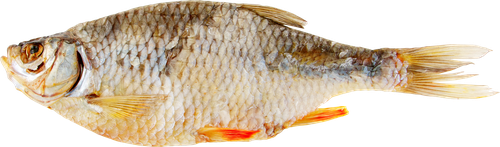 

Плотва вяленая н/р вес до 300г