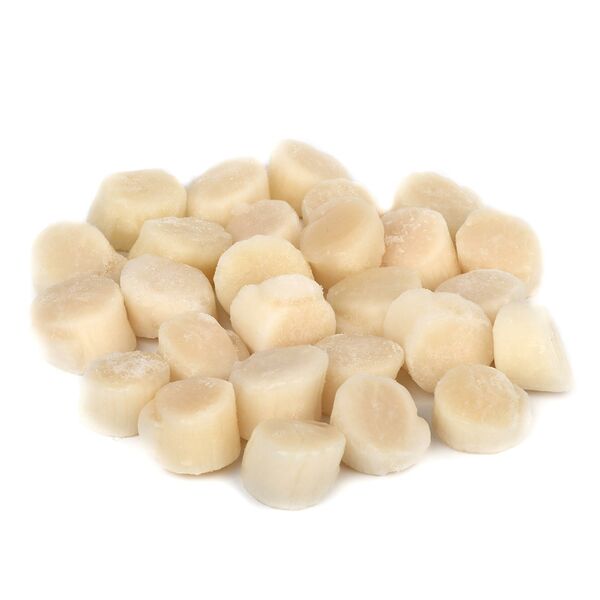 Гребешок крупный морской