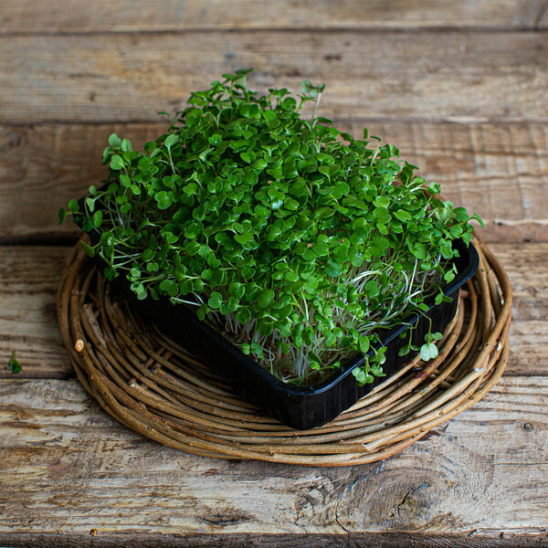 Микрозелень «Рукола»