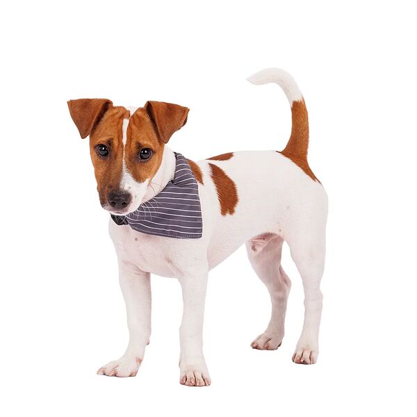 Ошейник с банданой Relax 15/44  в полоску серый