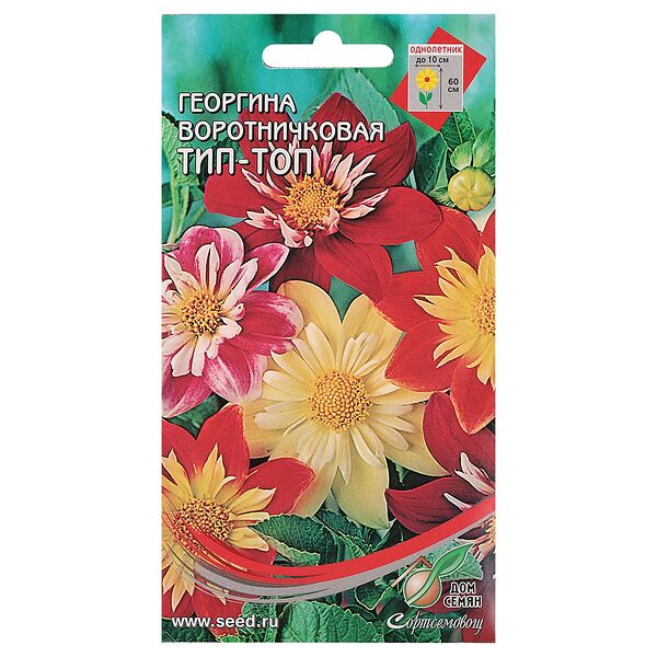 Cемена Георгина воротничковая Тип-Топ