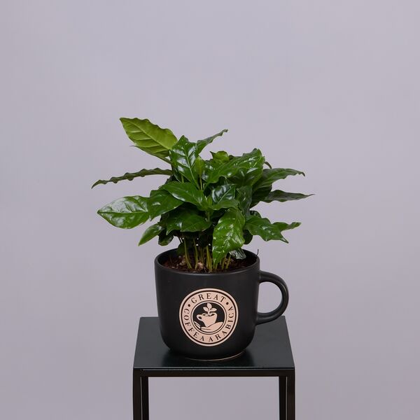 Кофе Арабика в кружке XL (D-12, Н-30)