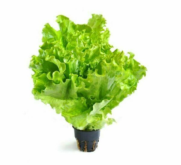 Салат в горшочке, 1 уп