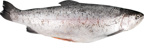 

Форель Радужная крупная потрошеная с головой 2–4кг, весовая