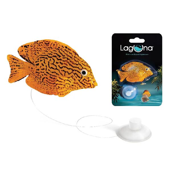 Рыбка декоративная Гурами, 97*140*25мм