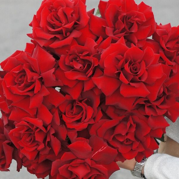 Монобукет из 15 красных французских роз