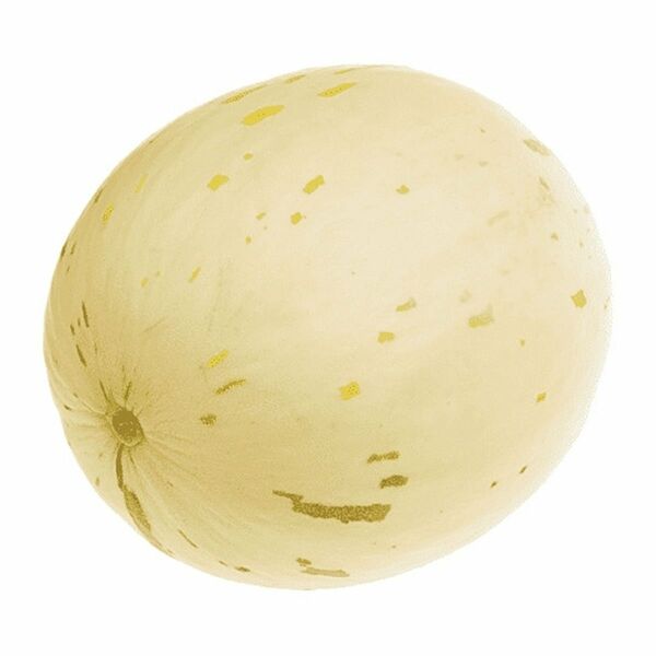 Дыня молочная вес