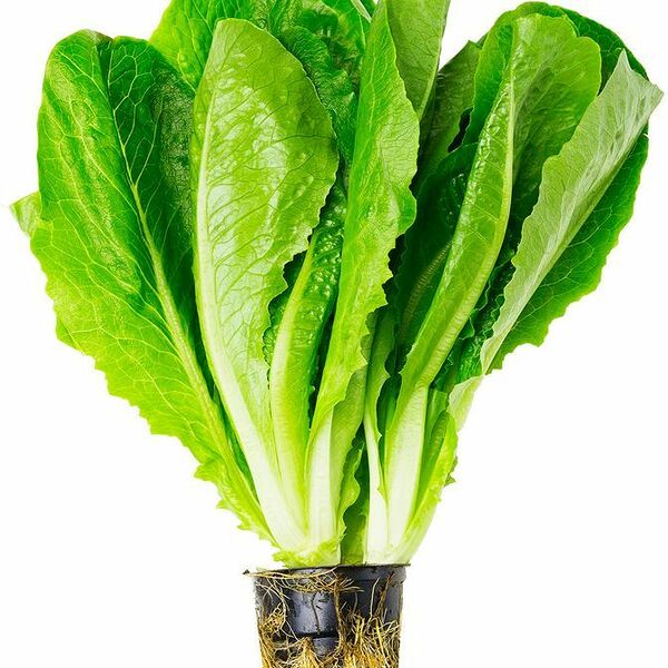 Салат Ромэн Эксклюзив в горшке, 1 шт.
