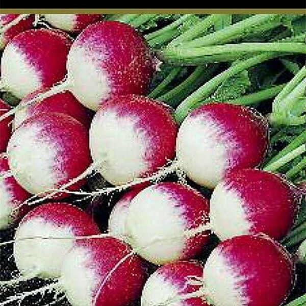 Семена редис Маяк ТМ Поиск