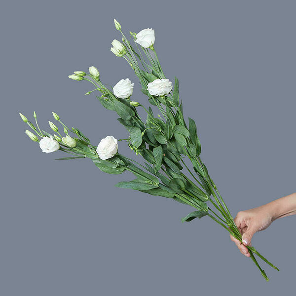 Эустома белая 3ст