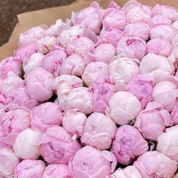 Букет из 101 прекрасного розового пиона