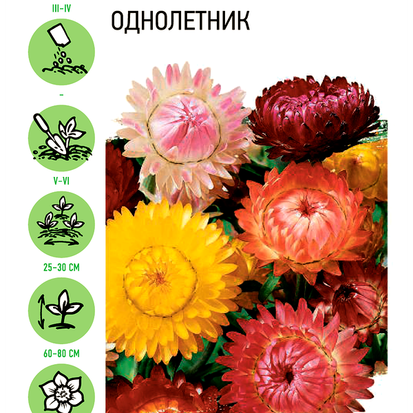 Семена Удачные семена Гелихризум Византия, смесь, Арт. 10002931, 0,2г