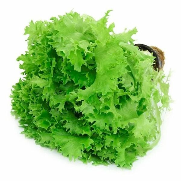 Салат Саланова кудрявая 1шт