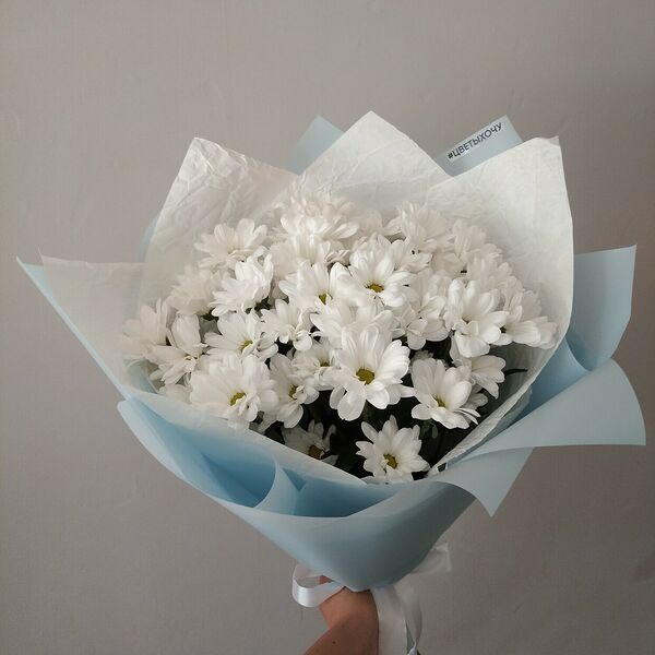 5 ромашковых хризантем