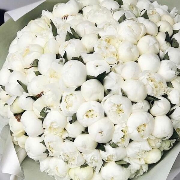 Букет из 101 белого пиона