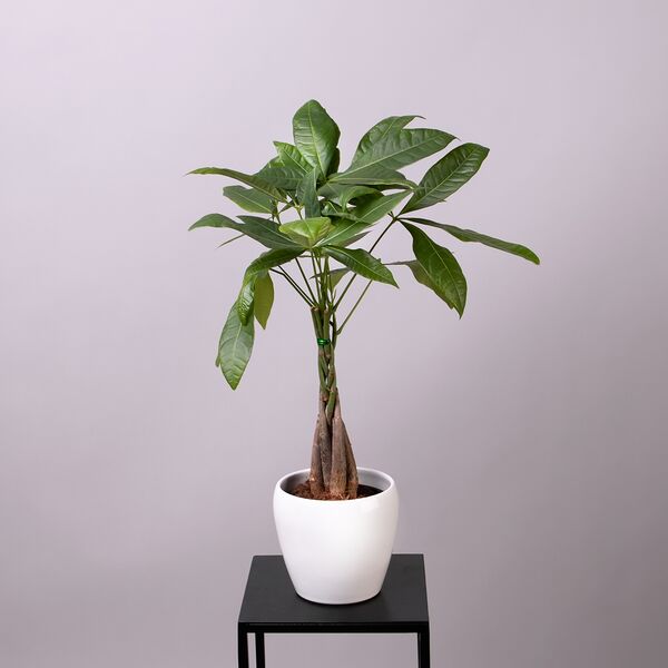 Пахира Акватика (D-12, H-50)