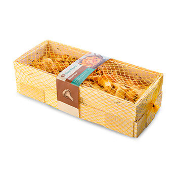 Грибы Лисички