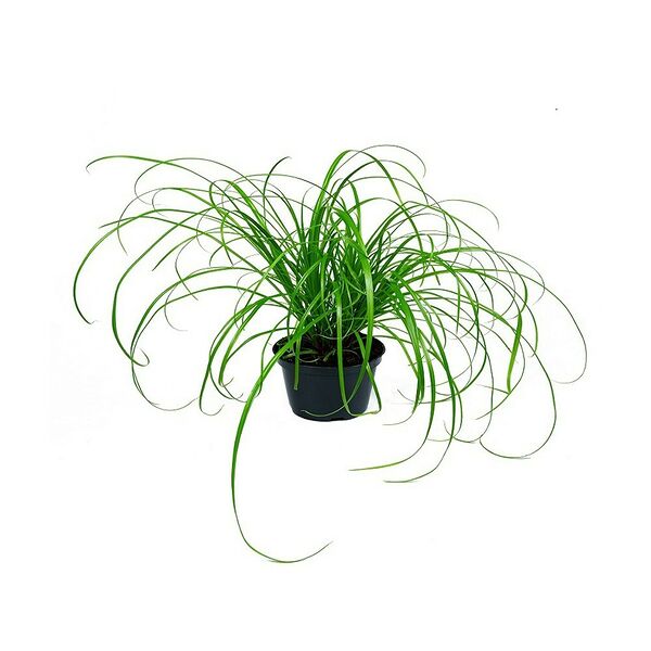 Трава для кошек ТРАВИНКА-ВИТАМИНКА Осока (циперус)