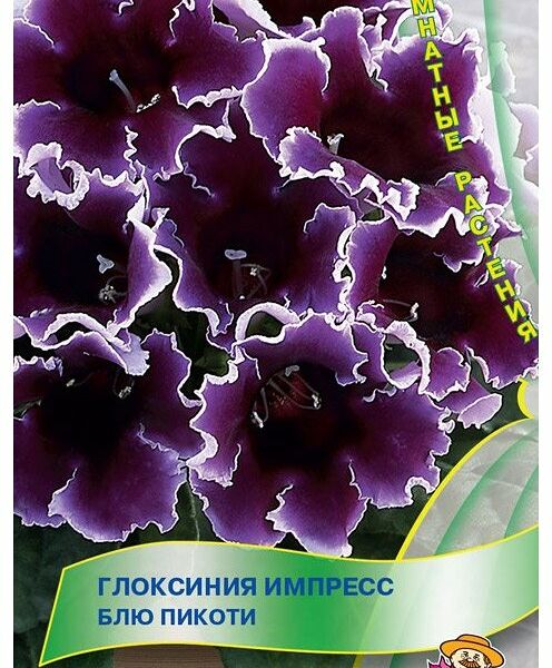 Семена Глоксиния Импресс блю пикоти ТМ Поиск