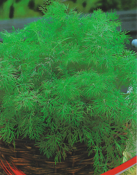 Семена ДОМ СЕМЯН Укроп Кустистый