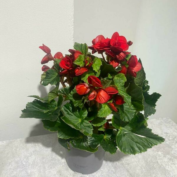 Комнатное растение в горшке красная бегония