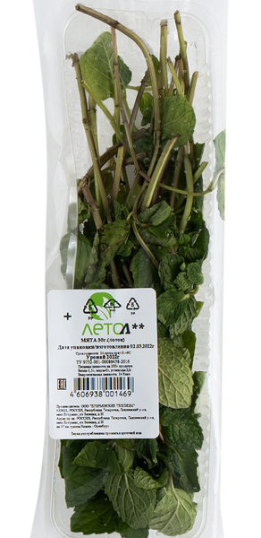 Мята свежая