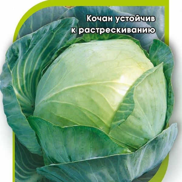 Семена капуста белокочанная - агрессор ТМ Гавриш