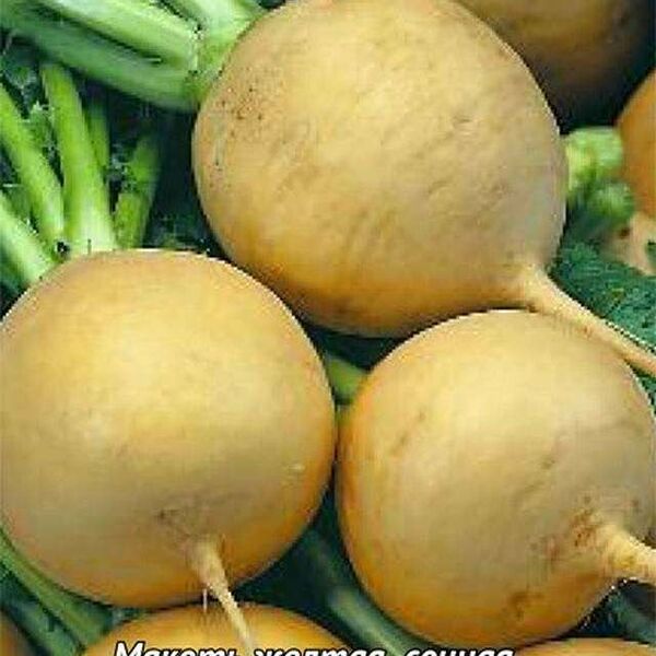 Семена Репа Луна ТМ Поиск