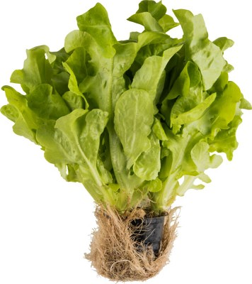 Салат Латук дуболистный в горшочке ТМ Metro Chef