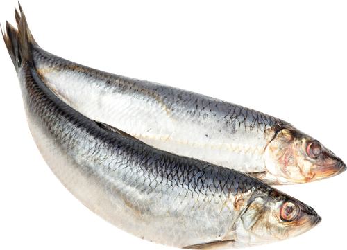 

Сельдь крупная жирная с/с вес до 1кг