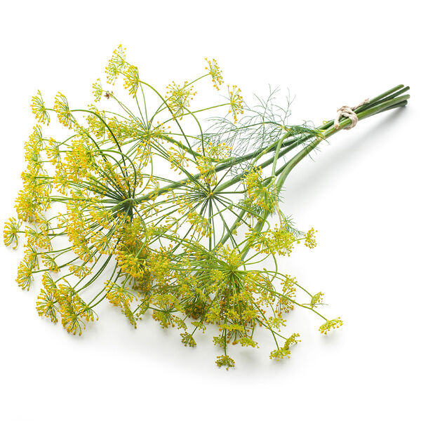 Укропные зонтики