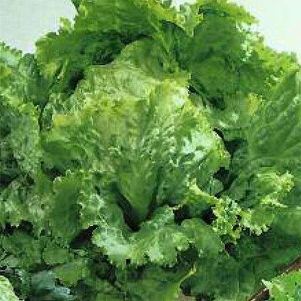 Семена Поиск Салат Олимп, 1 г