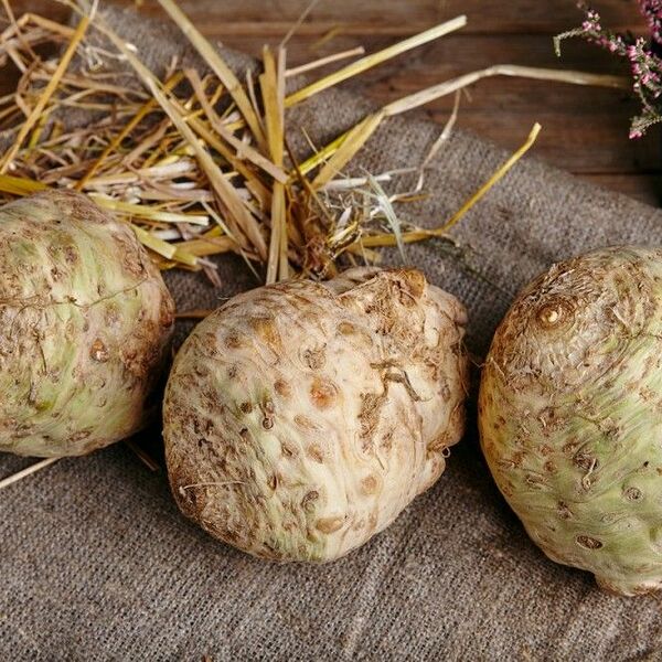 Корень сельдерея